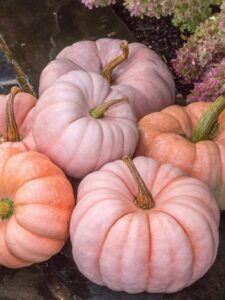 Oh My Gourd Pumpkin Patch: A Family-Operated Delight Oh My Gourd Pumpkin Patch operates as a pop-up event, Each year, they’ve opened their doors for just one special day in October. This year they have two! Natali has the when and where! https://www.fresyes.com/bbq/oh-my-gourd-pumpkin-patch/